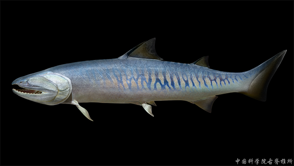 4钝齿宏颌鱼.png 4钝齿宏颌鱼.png