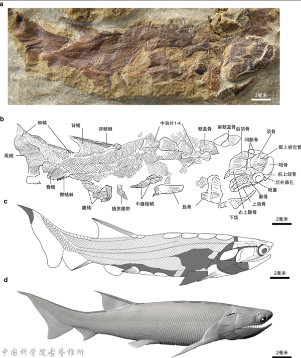 3始骨鱼化石及复原.png 3始骨鱼化石及复原.png