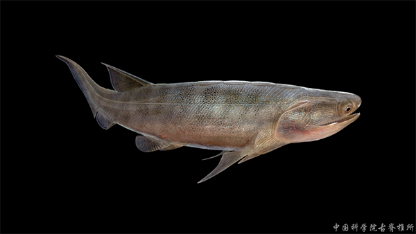 5重庆始骨鱼.png 5重庆始骨鱼.png