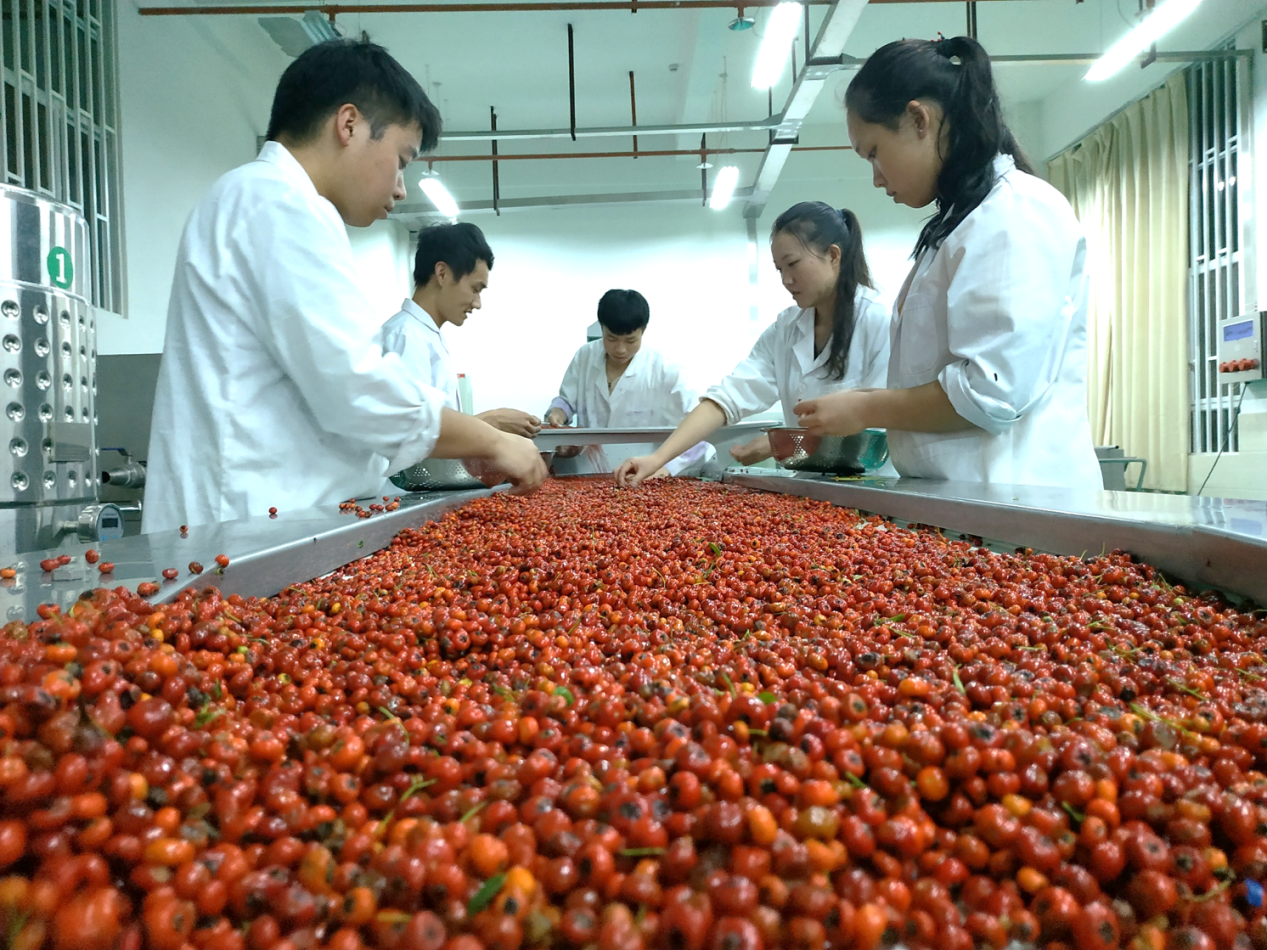 食品科学与工程专业(本科)介绍.png 食品科学与工程专业(本科)介绍.png